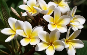 white, yellow, flowers