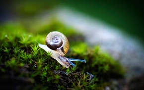 animals, grass