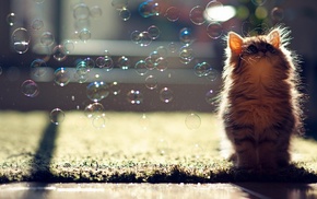 animals, cat, bubbles