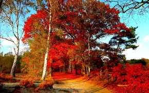 road, trees, autumn