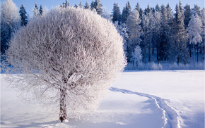 winter, forest, tree, nature, snow