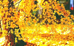 tree, leaves, autumn