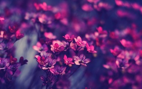 flowers, pink, stunner