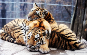 animals