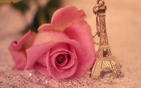 Paris, Eiffel Tower, stunner, rose