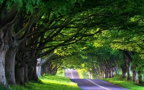 road, trees, sunlight, nature