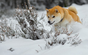 animals, winter, snow, dog