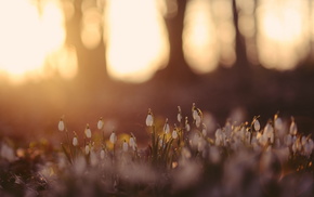 nature, flowers, forest