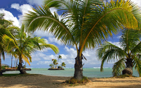 palm trees, stunner, beach