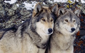 wolf