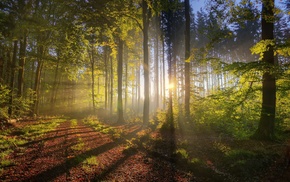 forest, trees, nature