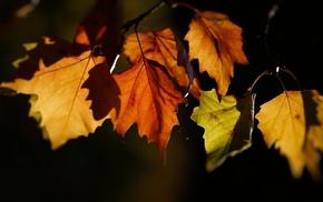 leaves, autumn