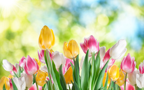 flowers, bokeh, tulips