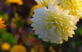 flowers, autumn