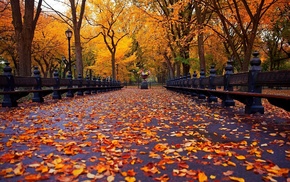 leaves, trees, autumn, park