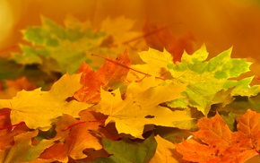 nature, macro, autumn, leaves