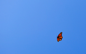 fly, minimalism, butterfly, sky