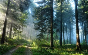 light, forest, nature, grass, pine trees