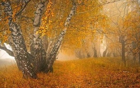 autumn, trees, mist