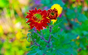 flowers, macro