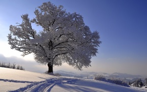 tree, winter, snow