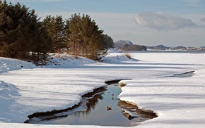 forest, snow, winter