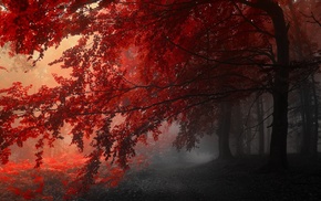 nature, red, fall, mist