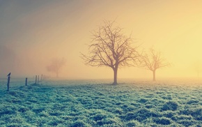field, trees, landscape, mist
