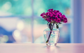 flowers, surface, vase