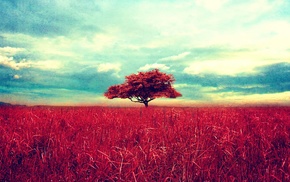 field, trees, landscape