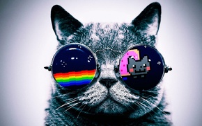 glasses, cat, Nyan Cat