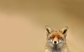 fox, animals