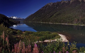 plants, landscape, nature, lake