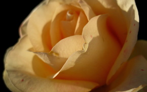 rose, flower, macro