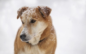 snow, animals, dog