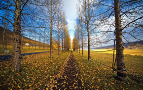 leaves, road, trees, nature, grass