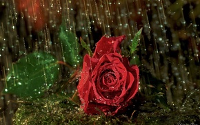 drops, rain, macro, flowers, rose