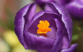 purple, flower, macro, petals, flowers