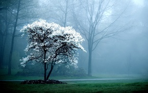 trees, nature, mist