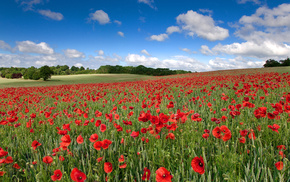 sky, landscape, nature, poppies, clouds