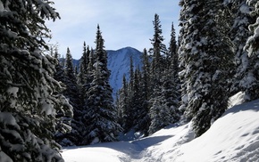 nature, forest, snow