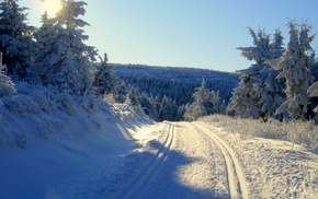 snow, nature, forest