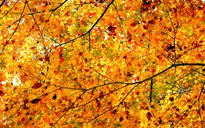 autumn, twigs, leaves, tree