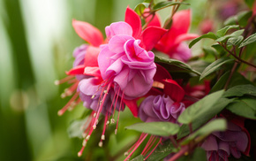 flowers, leaves