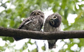 animals, branch, eyes, birds