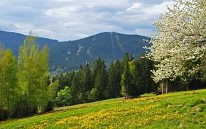 forest, mountain, field, nature, spring