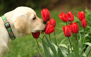 dog, animals, nature, flowers