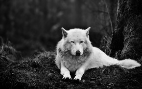 nature, monochrome, wolf