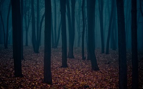 cold, forest, trees, alone