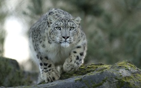 animals